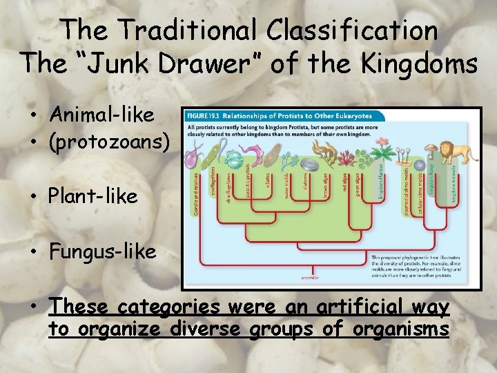 The Traditional Classification The “Junk Drawer” of the Kingdoms • Animal-like • (protozoans) •