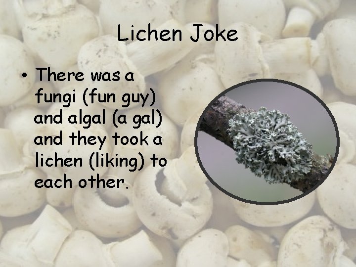 Lichen Joke • There was a fungi (fun guy) and algal (a gal) and