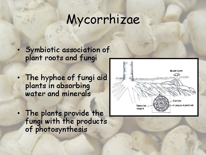 Mycorrhizae • Symbiotic association of plant roots and fungi • The hyphae of fungi