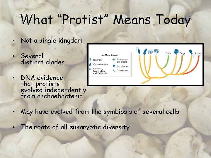 What “Protist” Means Today • Not a single kingdom • Several distinct clades •