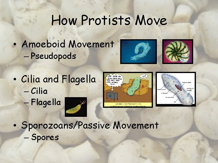 How Protists Move • Amoeboid Movement – Pseudopods • Cilia and Flagella – Cilia