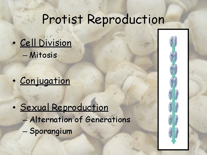Protist Reproduction • Cell Division – Mitosis • Conjugation • Sexual Reproduction – Alternation