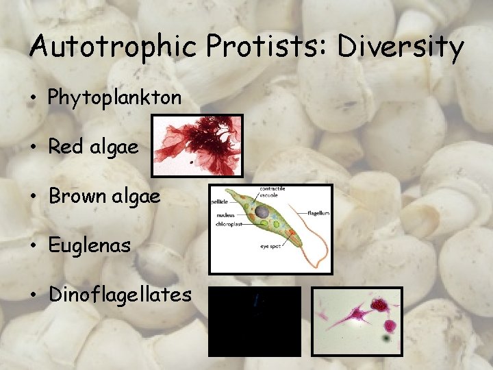 Autotrophic Protists: Diversity • Phytoplankton • Red algae • Brown algae • Euglenas •