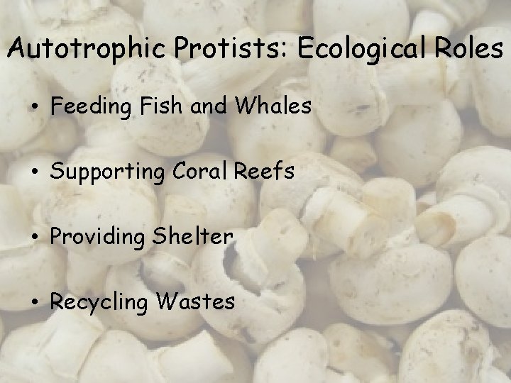 Autotrophic Protists: Ecological Roles • Feeding Fish and Whales • Supporting Coral Reefs •