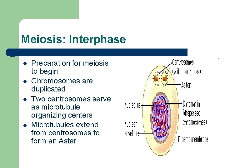 Meiosis: Interphase l l Preparation for meiosis to begin Chromosomes are duplicated Two centrosomes