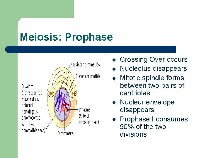 Meiosis: Prophase l l l Crossing Over occurs Nucleolus disappears Mitotic spindle forms between