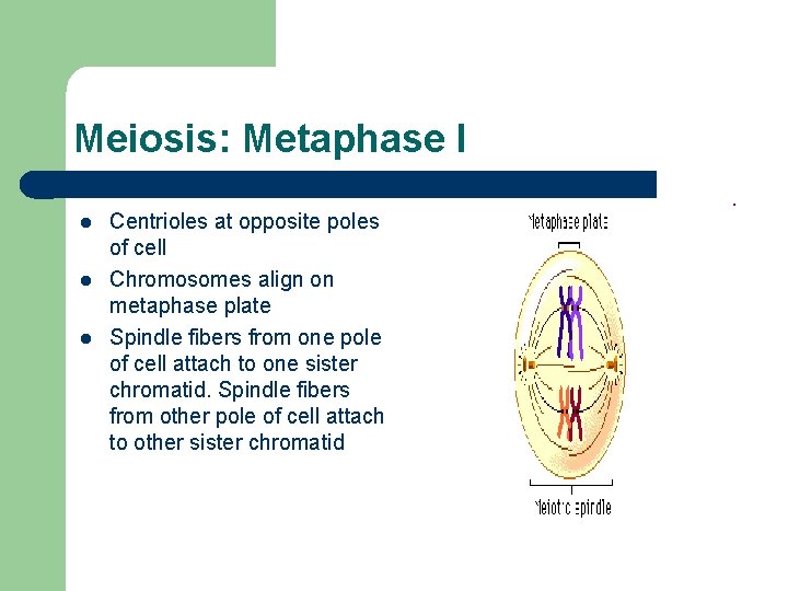 Meiosis: Metaphase I l l l Centrioles at opposite poles of cell Chromosomes align