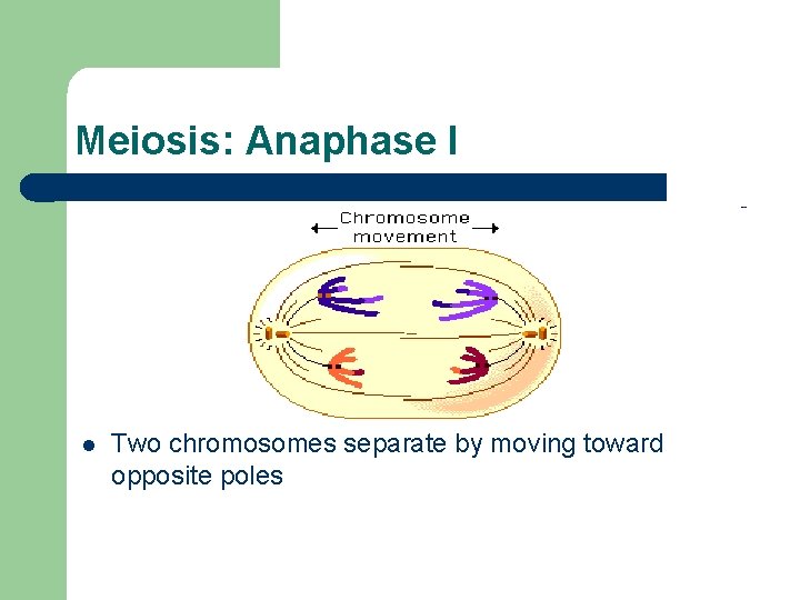 Meiosis: Anaphase I l Two chromosomes separate by moving toward opposite poles 