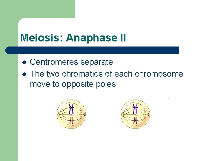 Meiosis: Anaphase II l l Centromeres separate The two chromatids of each chromosome move