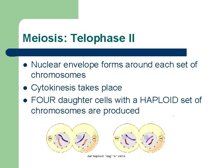 Meiosis: Telophase II l l l Nuclear envelope forms around each set of chromosomes