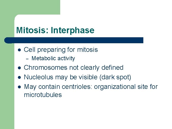 Mitosis: Interphase l Cell preparing for mitosis – l l l Metabolic activity Chromosomes