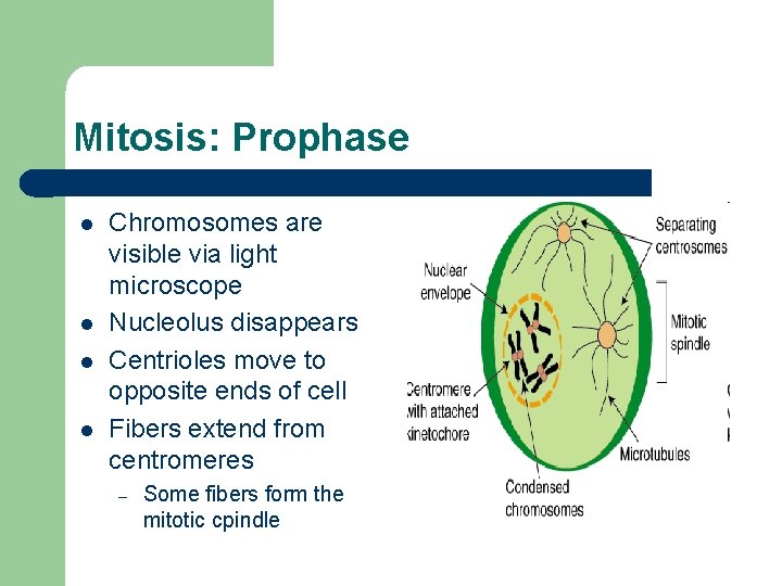 Mitosis: Prophase l l Chromosomes are visible via light microscope Nucleolus disappears Centrioles move