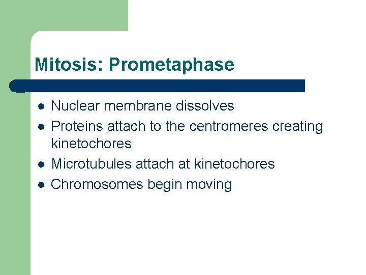 Mitosis: Prometaphase l l Nuclear membrane dissolves Proteins attach to the centromeres creating kinetochores