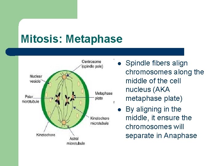 Mitosis: Metaphase l l Spindle fibers align chromosomes along the middle of the cell
