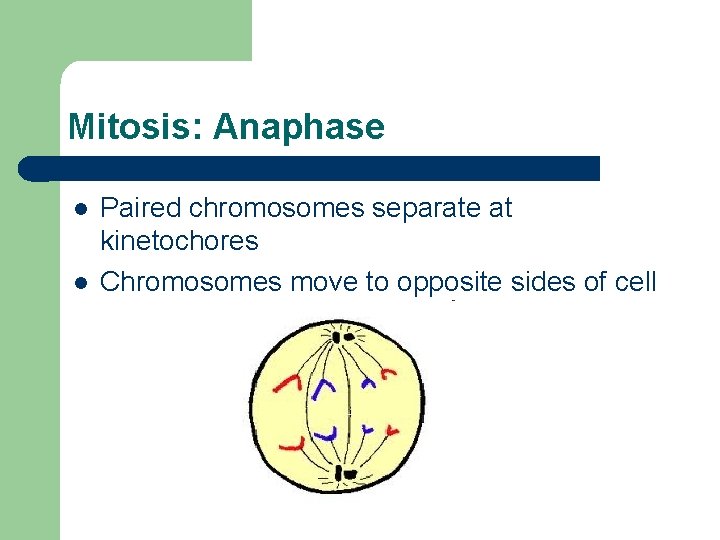 Mitosis: Anaphase l l Paired chromosomes separate at kinetochores Chromosomes move to opposite sides