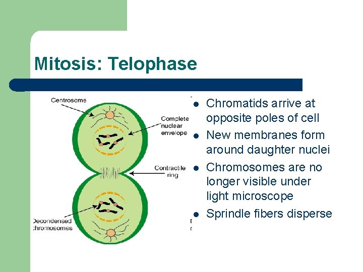 Mitosis: Telophase l l Chromatids arrive at opposite poles of cell New membranes form