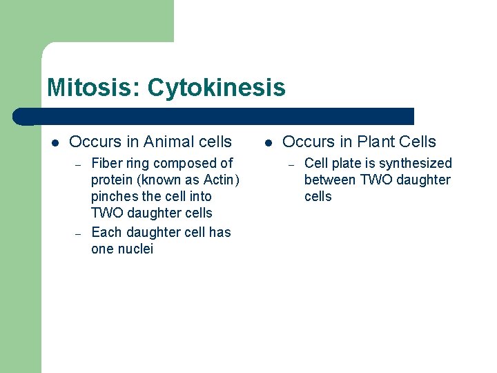 Mitosis: Cytokinesis l Occurs in Animal cells – – Fiber ring composed of protein