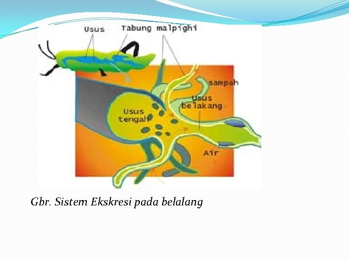 Gbr. Sistem Ekskresi pada belalang 