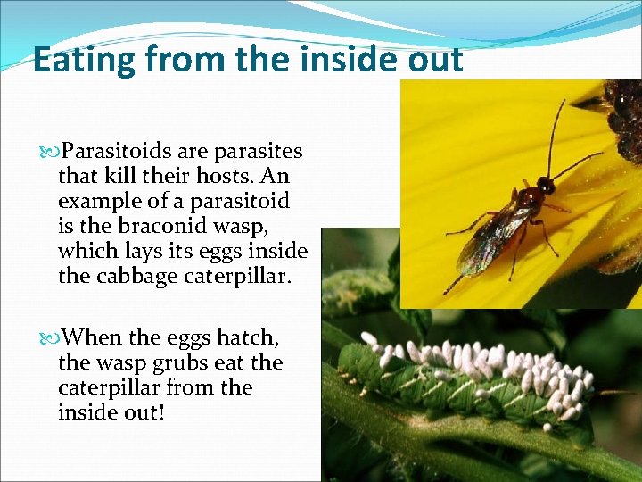 Eating from the inside out Parasitoids are parasites that kill their hosts. An example