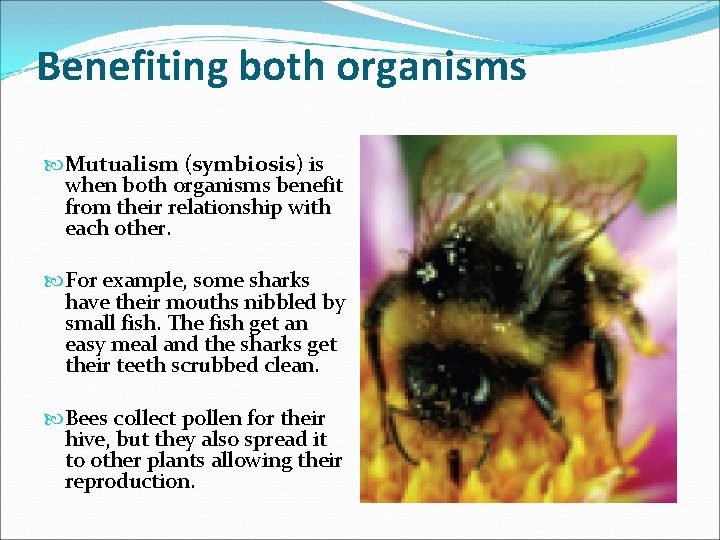 Benefiting both organisms Mutualism (symbiosis) is when both organisms benefit from their relationship with