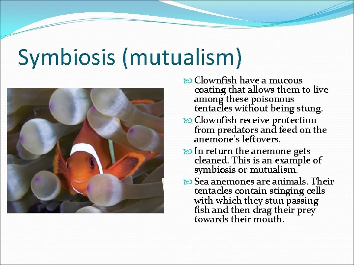 Symbiosis (mutualism) Clownfish have a mucous coating that allows them to live among these
