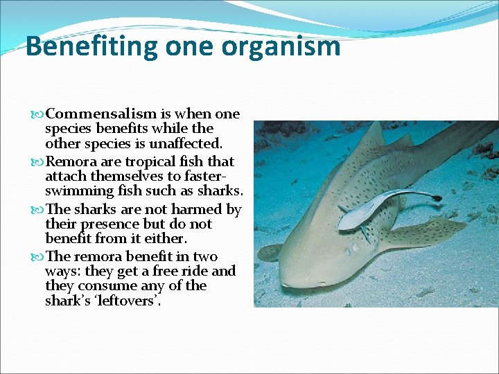Benefiting one organism Commensalism is when one species benefits while the other species is