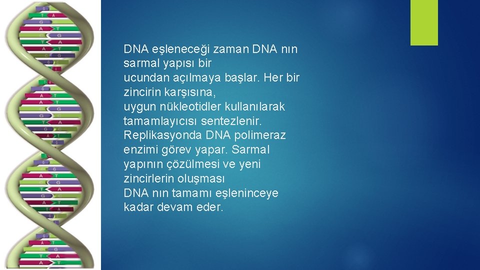 DNA eşleneceği zaman DNA nın sarmal yapısı bir ucundan açılmaya başlar. Her bir zincirin