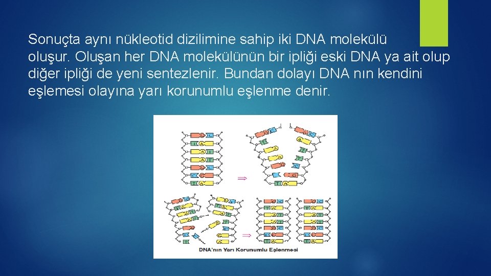 Sonuçta aynı nükleotid dizilimine sahip iki DNA molekülü oluşur. Oluşan her DNA molekülünün bir