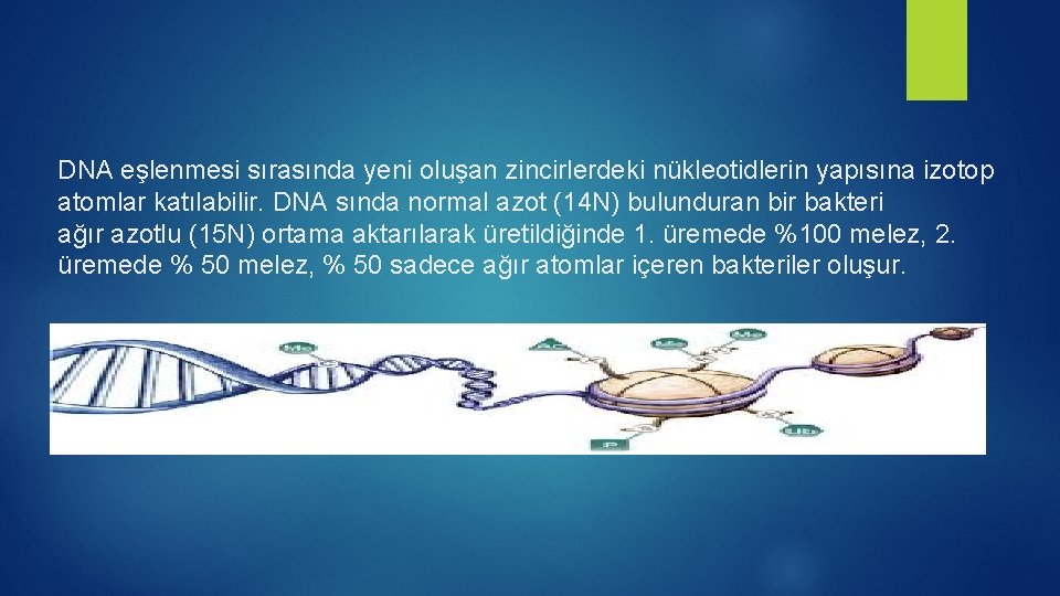 DNA eşlenmesi sırasında yeni oluşan zincirlerdeki nükleotidlerin yapısına izotop atomlar katılabilir. DNA sında normal