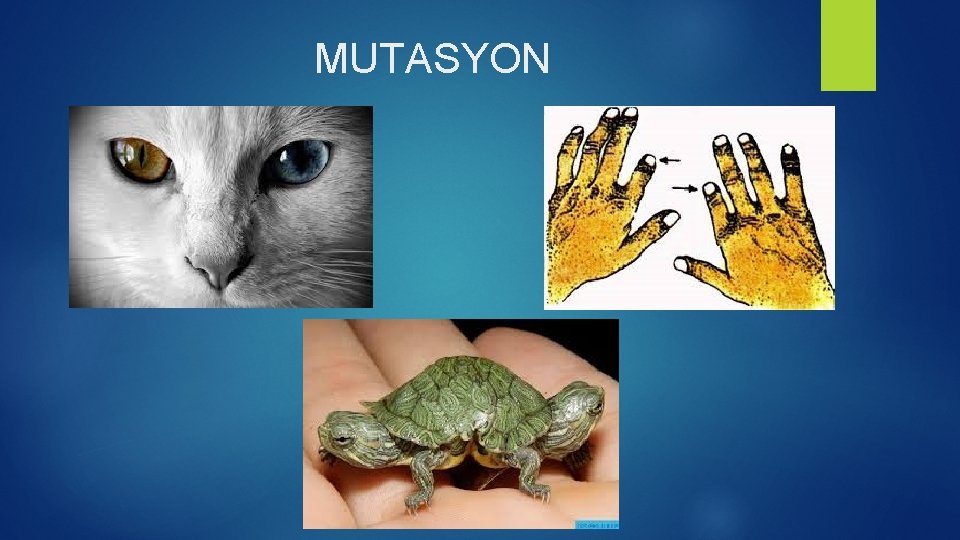 MUTASYON 