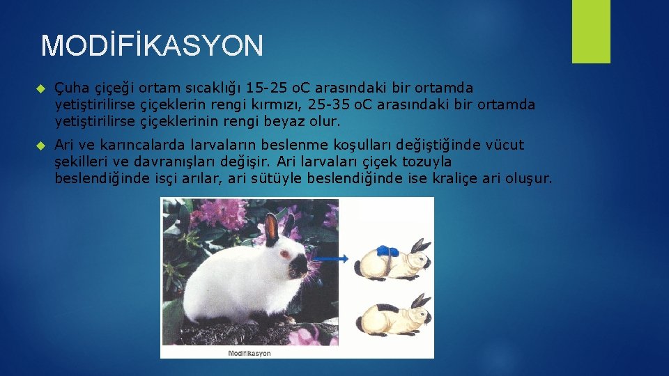 MODİFİKASYON Çuha çiçeği ortam sıcaklığı 15 -25 o. C arasındaki bir ortamda yetiştirilirse çiçeklerin