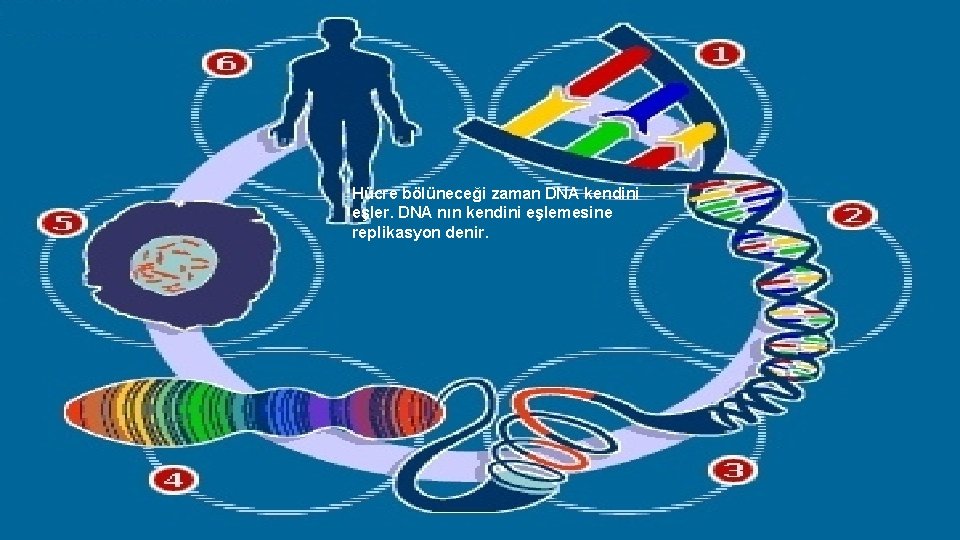 Hücre bölüneceği zaman DNA kendini eşler. DNA nın kendini eşlemesine replikasyon denir. 