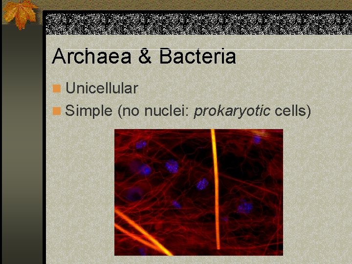 Archaea & Bacteria n Unicellular n Simple (no nuclei: prokaryotic cells) 