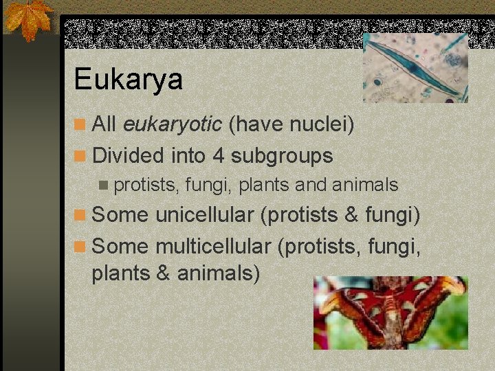 Eukarya n All eukaryotic (have nuclei) n Divided into 4 subgroups n protists, fungi,