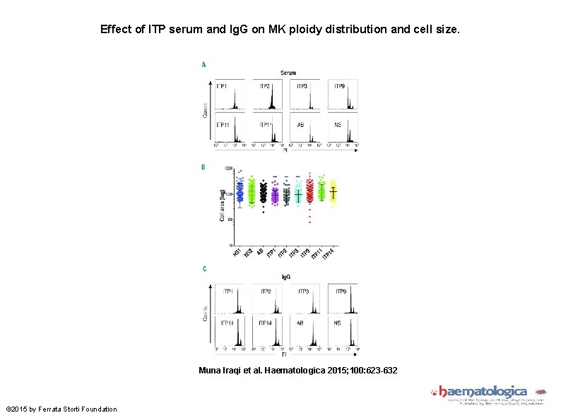 Effect of ITP serum and Ig. G on MK ploidy distribution and cell size.