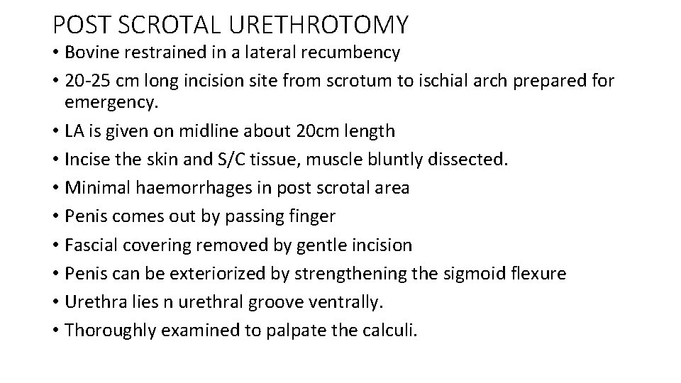 POST SCROTAL URETHROTOMY • Bovine restrained in a lateral recumbency • 20 -25 cm