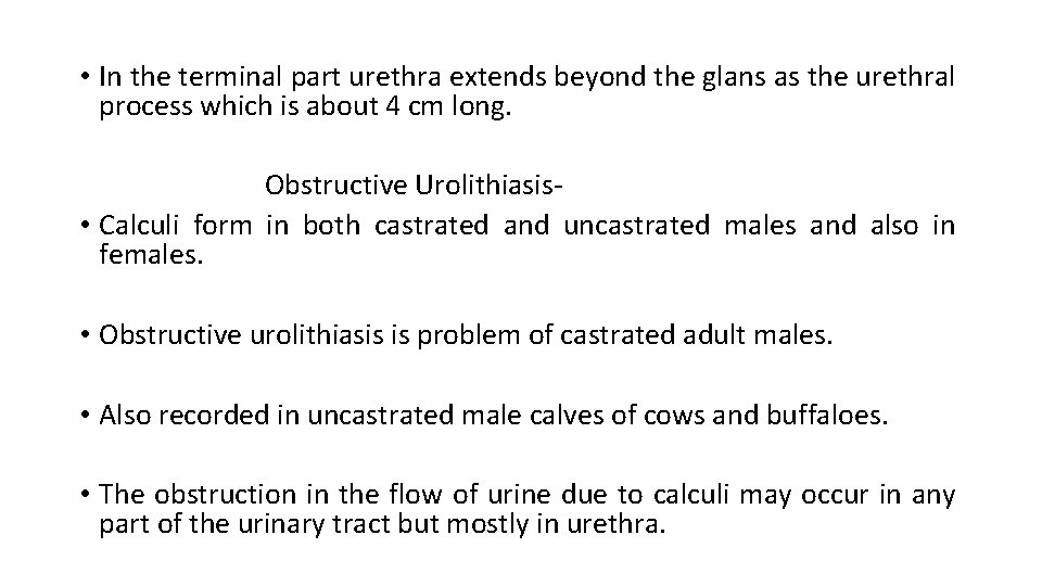  • In the terminal part urethra extends beyond the glans as the urethral