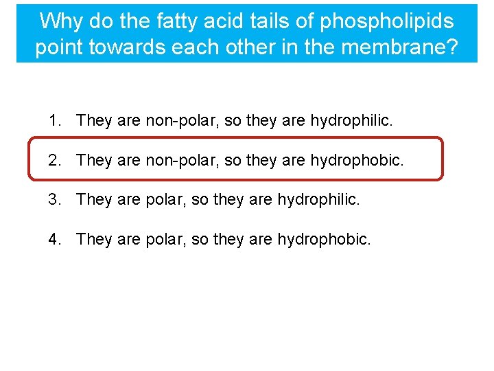 Why do the fatty acid tails of phospholipids point towards each other in the
