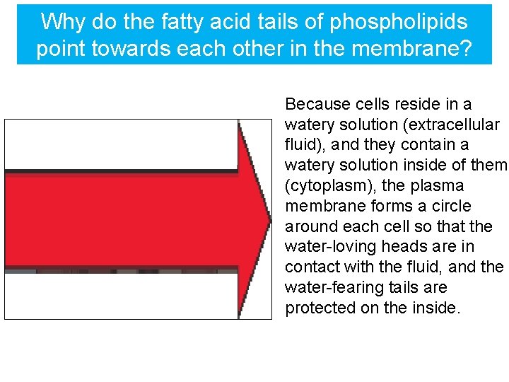 Why do the fatty acid tails of phospholipids point towards each other in the