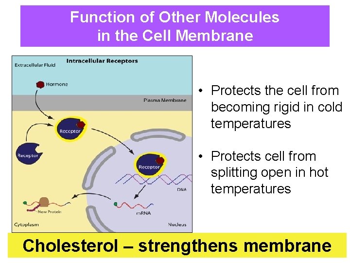 Function of Other Molecules in the Cell Membrane • Protects the cell from becoming
