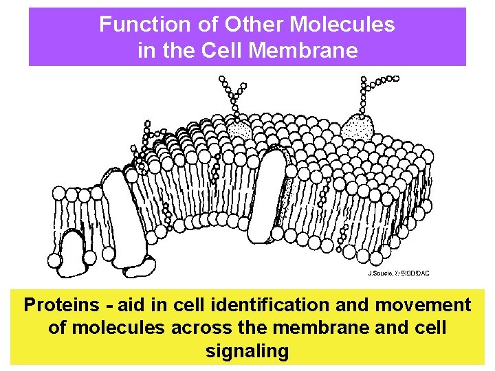 Function of Other Molecules in the Cell Membrane Proteins - aid in cell identification