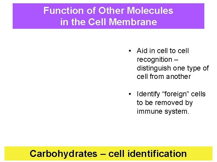 Function of Other Molecules in the Cell Membrane • Aid in cell to cell