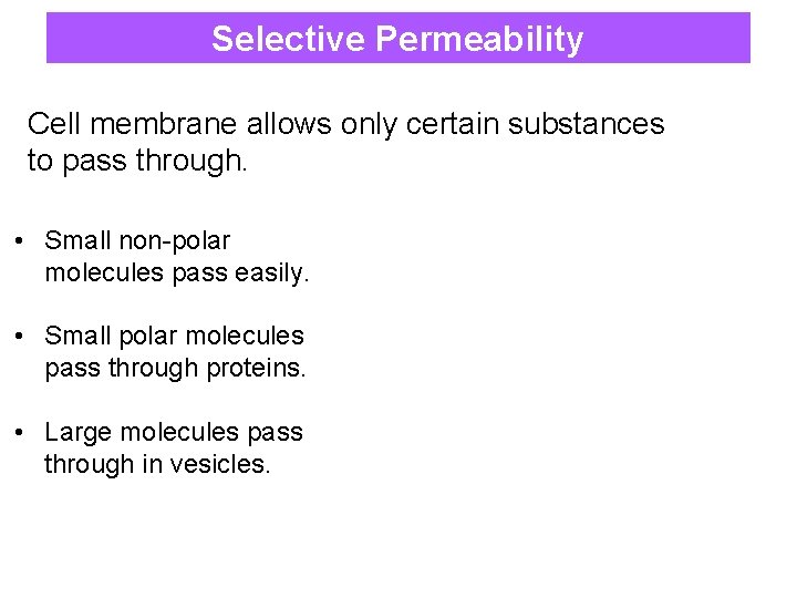 Selective Permeability Cell membrane allows only certain substances to pass through. • Small non-polar