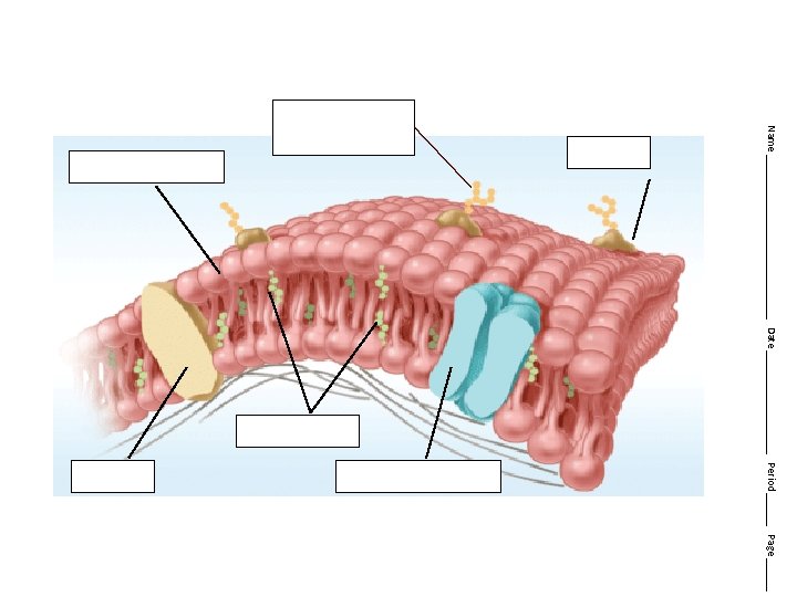 cholesterol protein channel Name _______________ Date __________ Period ______ Page ______ cell membrane protein