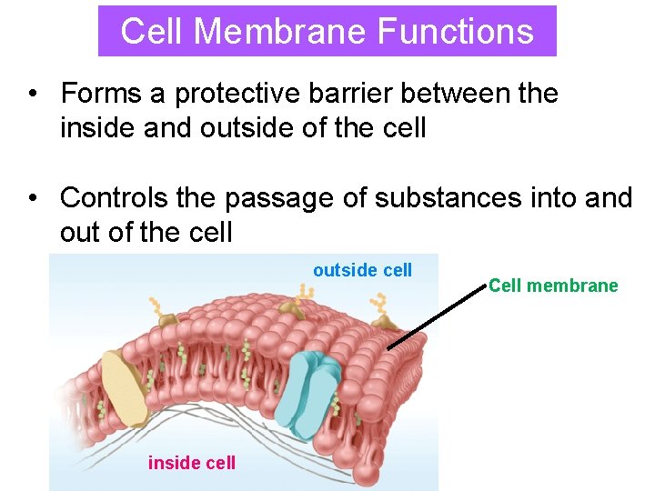 Cell Membrane Functions • Forms a protective barrier between the inside and outside of