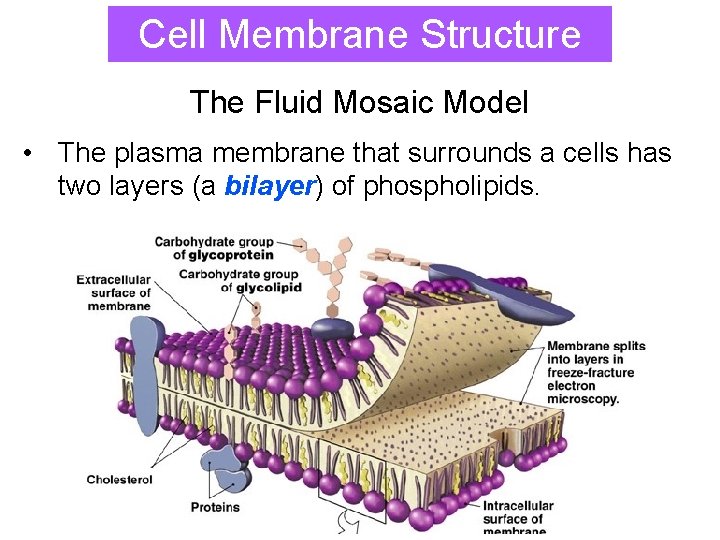 Cell Membrane Structure The Fluid Mosaic Model • The plasma membrane that surrounds a