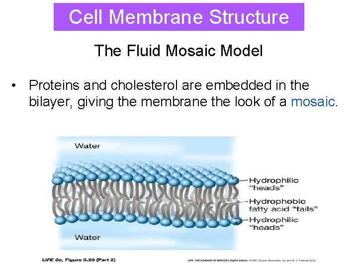 Cell Membrane Structure The Fluid Mosaic Model • Proteins and cholesterol are embedded in