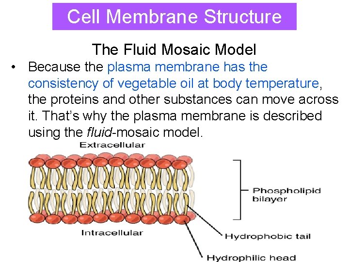 Cell Membrane Structure The Fluid Mosaic Model • Because the plasma membrane has the