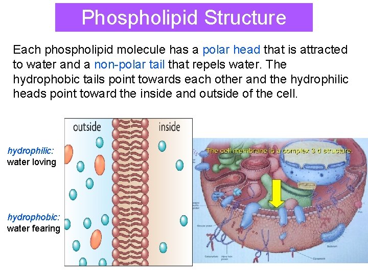 Phospholipid Structure Each phospholipid molecule has a polar head that is attracted to water