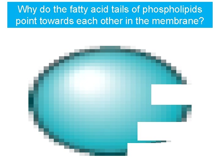 Why do the fatty acid tails of phospholipids point towards each other in the